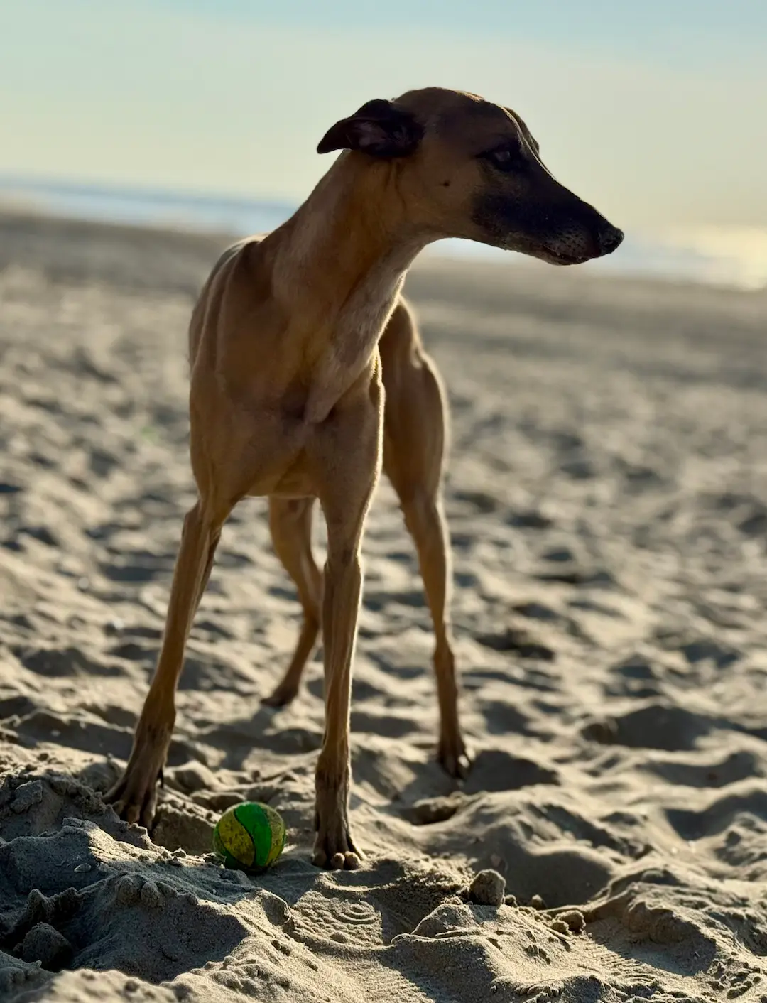 Robin, der Bürohund von medacom